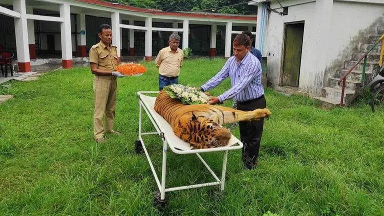 West Bengal: Raja, the oldest Royal Bengal tiger, dies in captivity aged 25 West Bengal
