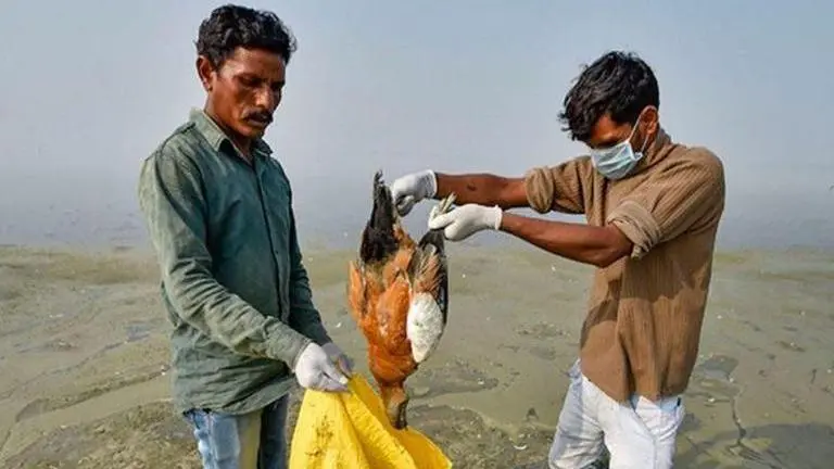 Guj: Officials rule out avian flu as cause of bird deaths in Junagadh