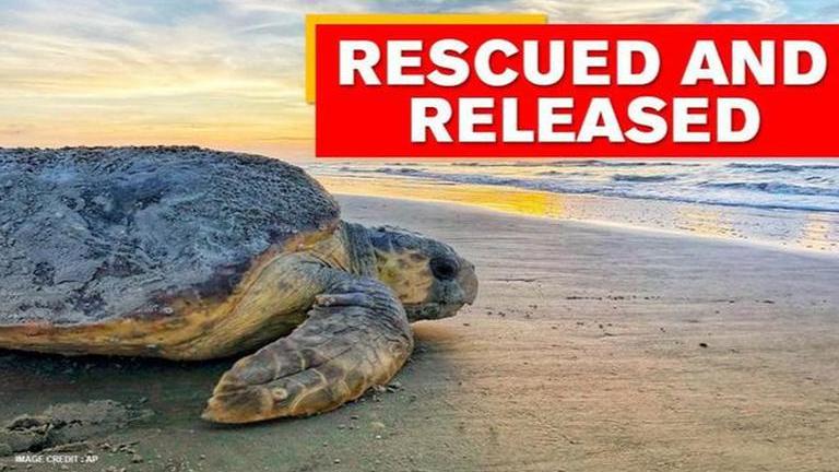 Marine conservationists send back rescued Turtle into the sea near ...