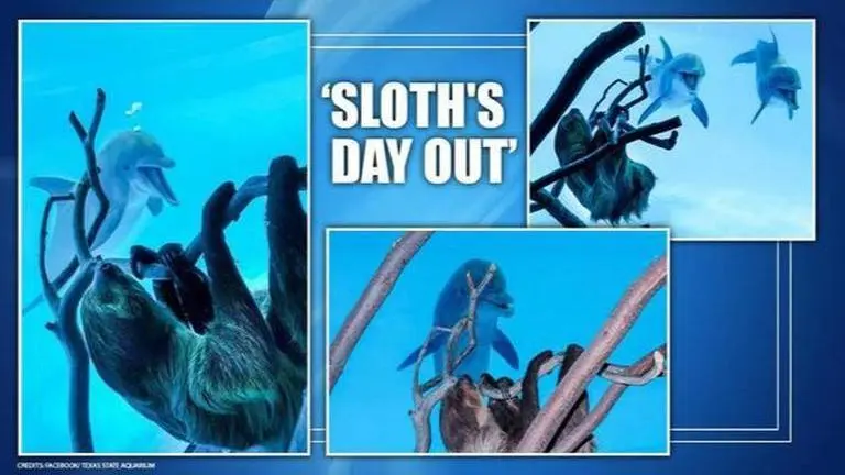 Sloth explores Texas State Aquarium, meets dolphins as it remains shut for visitors Sloth explore Texas State Aquarium and meets dolphins as it remains shut for visitors