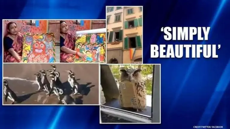 Good News: Penguins 'jump in joy' & Italians mark Liberation Day with 'Bella Ciao' Good News