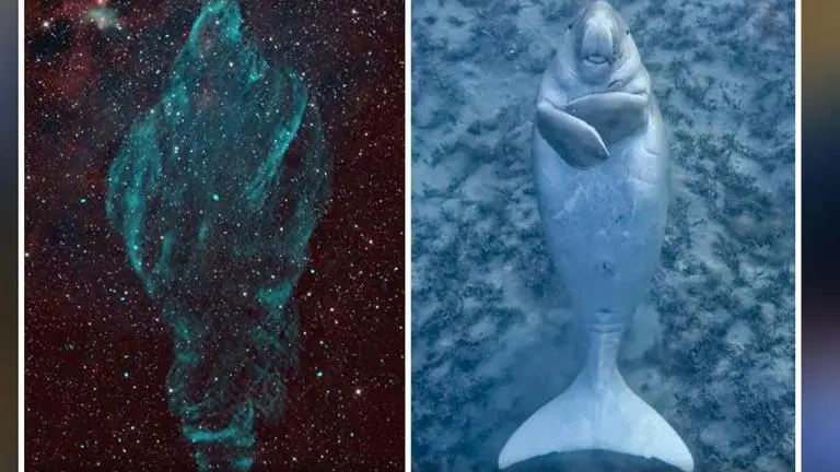 NASA's latest post draws similarity between a Nebula and Florida Manatee| Watch NASA