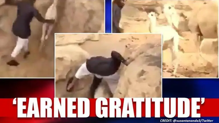 Video: Man rescues a baby camel from pit, netizens applaud the 'nobel work' Man