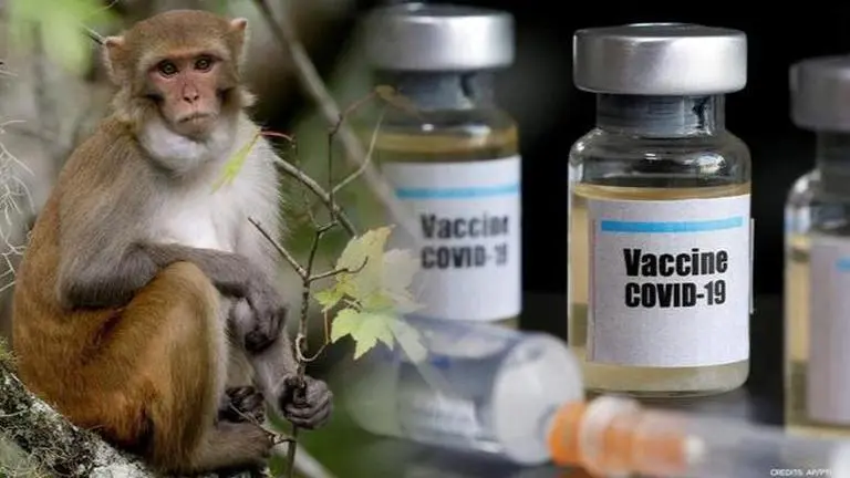 Coronavirus antibody safeguard Macaques from infection, raises vaccine hopes Coronavirus antibody safeguard Macaques from infection, raises vaccine hopes