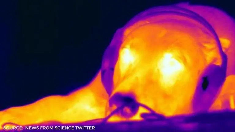 Dogs are able to sense heat through infrared sensors in their nose: Study dogs