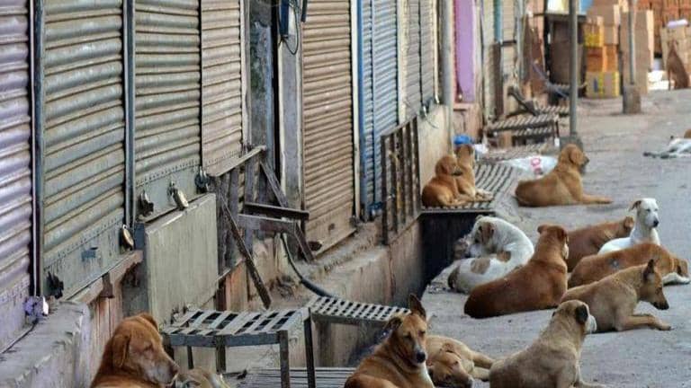 Noida news: Infant mauled by dog in Noida society dies | Republic World