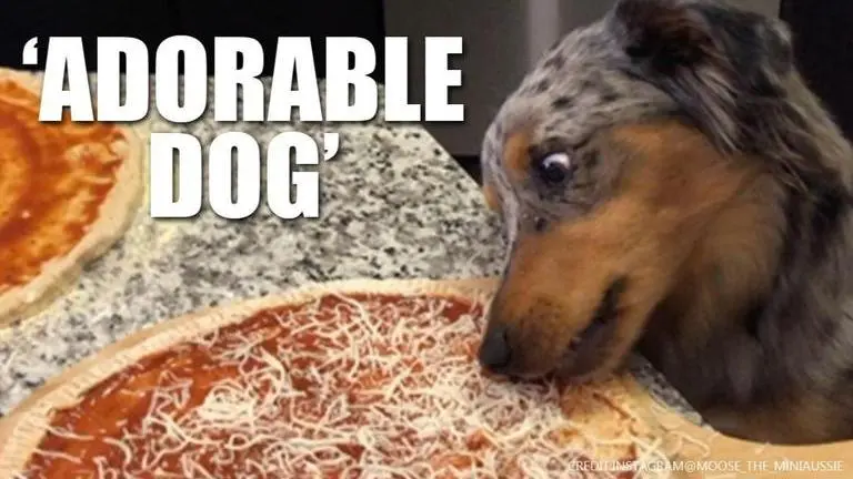 Viral video of Aussie dog licking owner's homemade pizza has netizens divided Aussie dog
