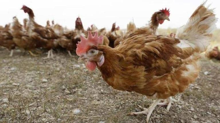 Bird flu outbreak in Ranchi after Bokaro in Jharkhand | Republic World