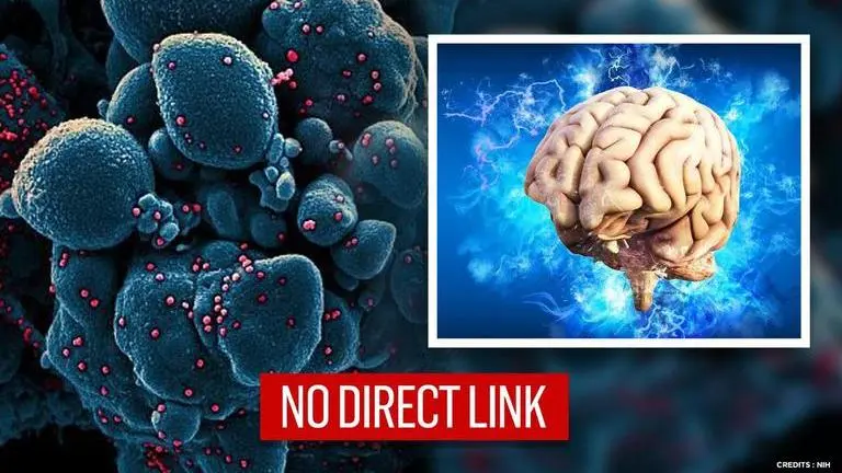 COVID-19 not directly responsible for brain damage among patients, finds study Coronavirus does not directly results in brain damage: Study