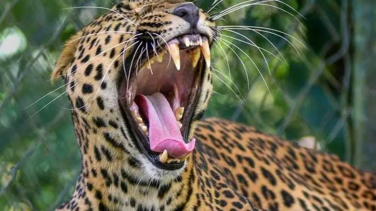 Assam: Foresters shoot leopard dead after it injures BSF personnel, guard