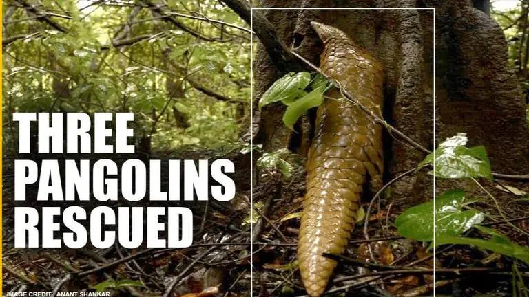 Three Pangolins rescued by IFS released back into the wild in Andhra Pradesh Pangolins