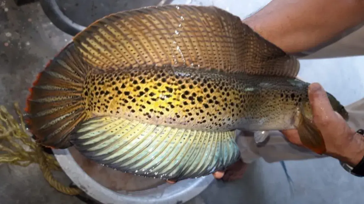 Assam: Rare snakehead fish valued at Rs 4.5 crore seized Channa Barca: Rare snakehead fish seized