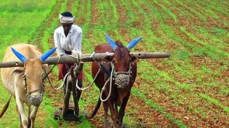 Haryana farmers allowed to opt out of PMFBY insurance as govt makes scheme voluntary Haryana