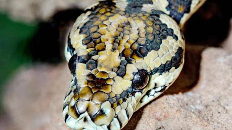 US Woman discovers 17 snakes crawling under her bed, watch the viral