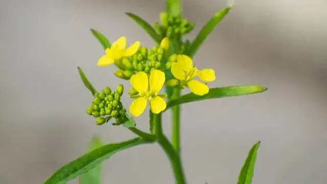 Description of the pic