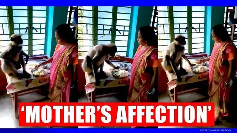 Langur being fed like a kid by woman wins hearts on internet, netizens call it 'beautiful' langur