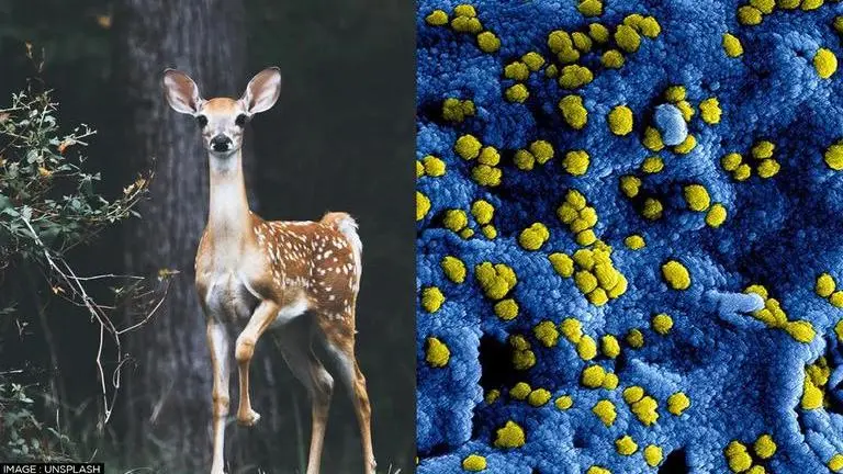 What is Anthrax disease? Can it be transmitted to humans? All you need to know anthrax