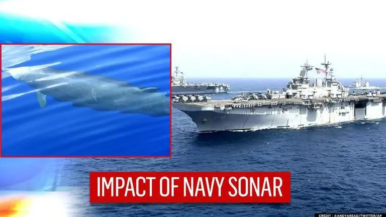 US Navy Sonar could be behind increased whale beachings in Pacific: Study US