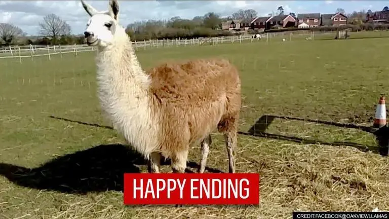 Missing Llama Drama: Runaway Llama 'Gizmo' found meandering in pastures of Bedford Corners Rescue llama, llama