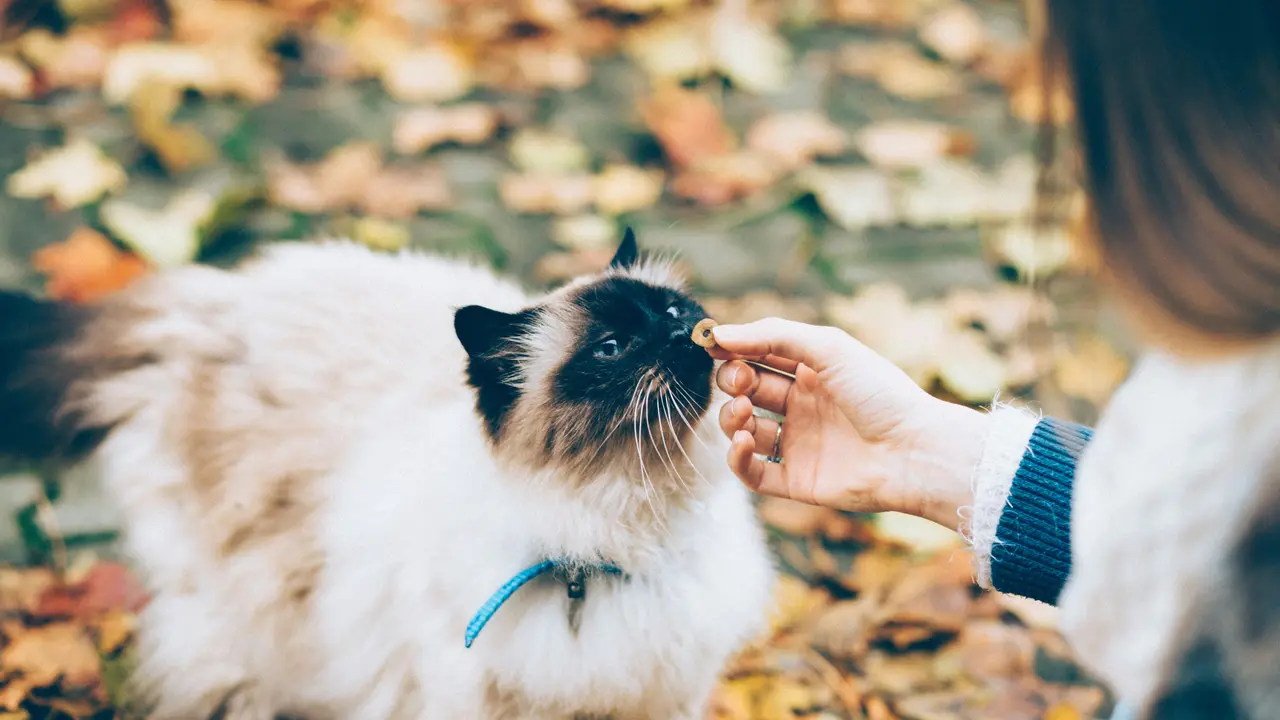 How To Train A Cat? A Beginner’s Guide To Be A Pawsome Parent Training your cat