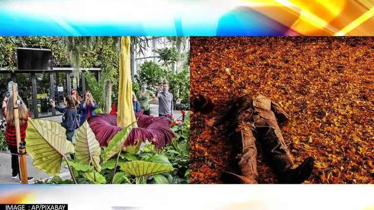 US: Sumatra's 'corpse plant' brings large crowds to California's San Diego Garden US