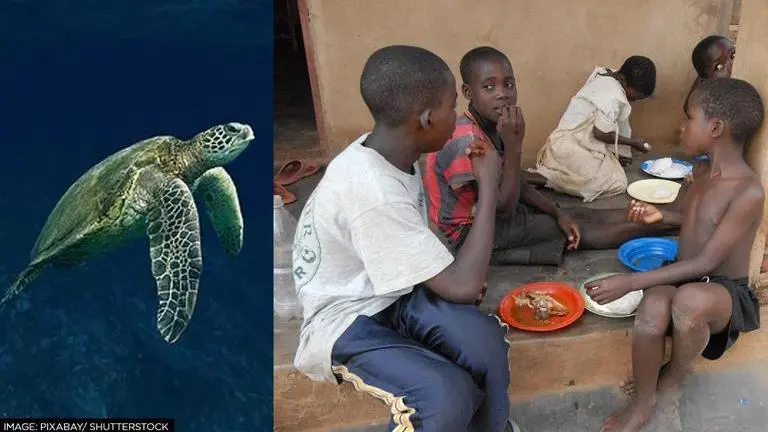 Tanzania: 3 children die after consuming sea turtle meat, 22 people hospitalised Tanzania