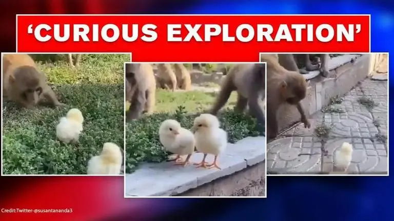 Video of curious monkeys inspecting chicks leaves netizens in splits; Watch Video