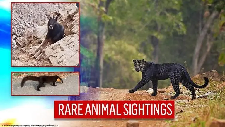 Viral animals of 2020