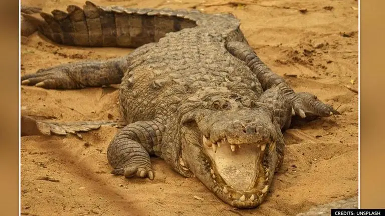 'Enormous' crocodile rumoured to have ‘eaten 300 people’ in East Africa is on the loose Crocodile