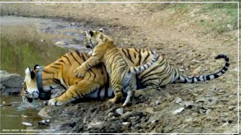 Tigress gives birth to a cub at Sariska reserve, amid coronavirus fear