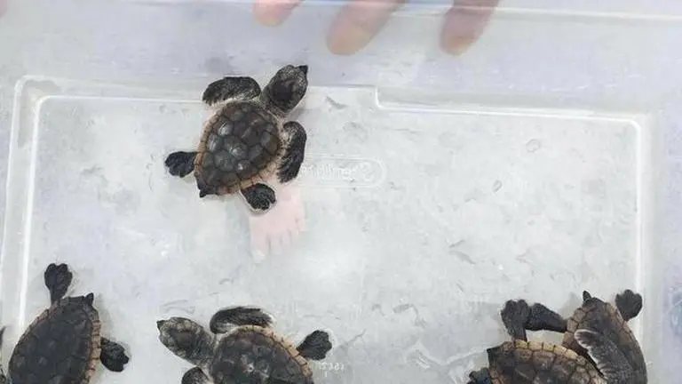 Nearly 2 crore Olive Ridley turtles made their way to sea from Odisha beach: DFO