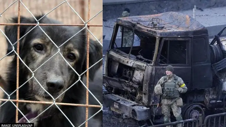 Russian army continues to fire at zoos & animal shelters, says Ukraine's Foreign Ministry Russia