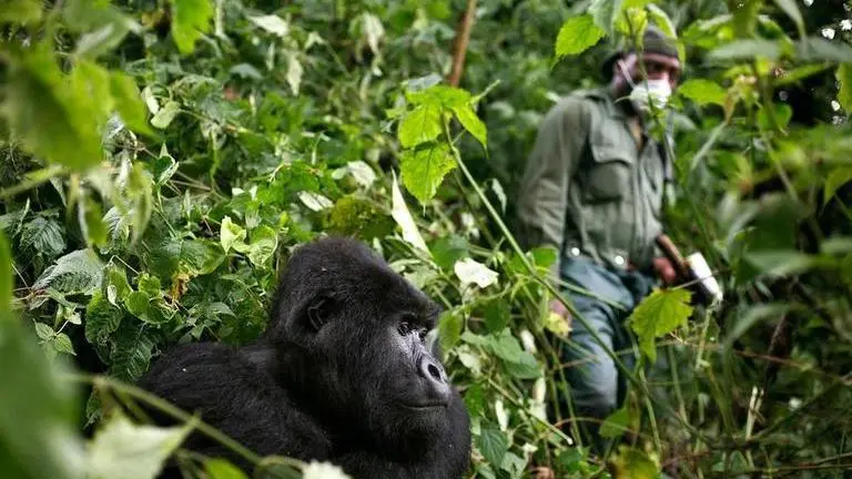 Africa’s mountain gorillas also at risk from coronavirus