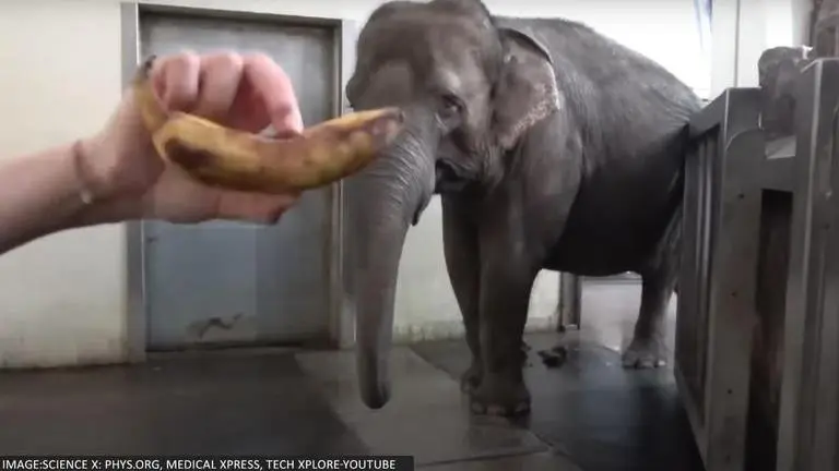 Jumbo-licious! Watch how Asian Elephant Pang Pha peels bananas before eating them Elephant