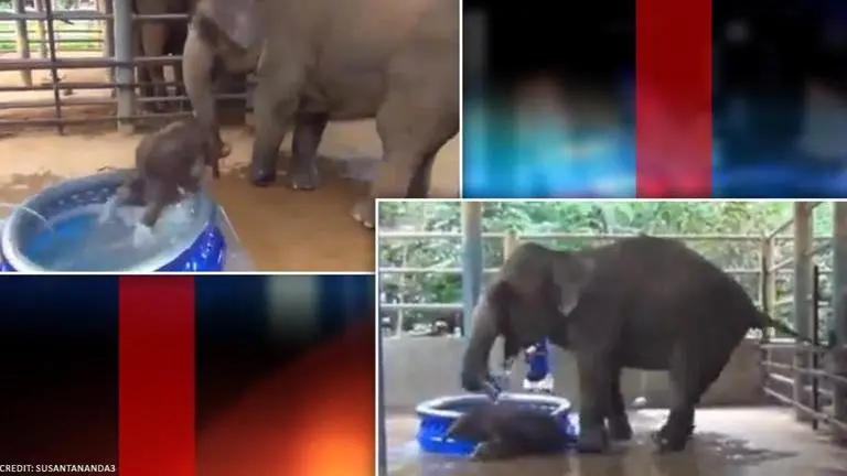 Video shows baby Elephant bathing in a tub, netizens adore the baby tuskers' antics Video shows baby Elephant bathing in a tub, netizens call it 'pure joy'