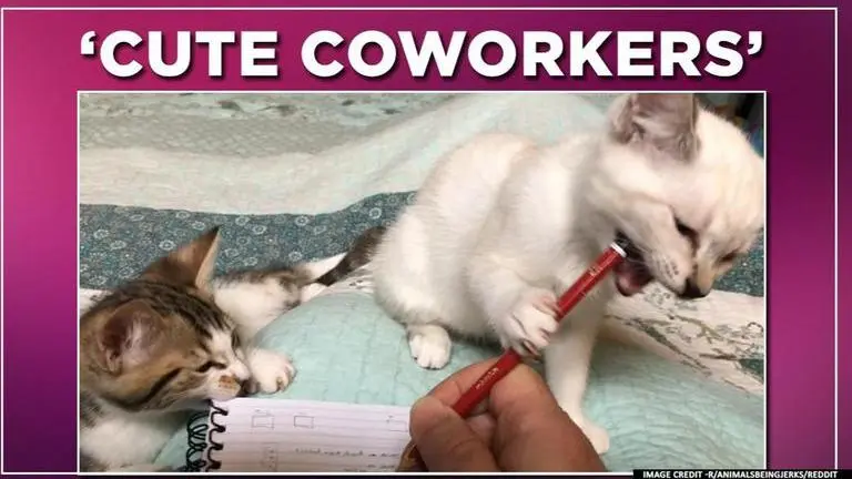 COVID-19: Video of cats distracting owner during work from home breaks internet COVID-19 lockdown: Cute yet infuriating cat coworkers thrill owner working from home amid