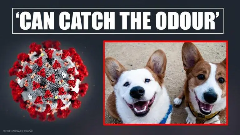 Dogs might be able to detect coronavirus in humans: Researchers COVID-19