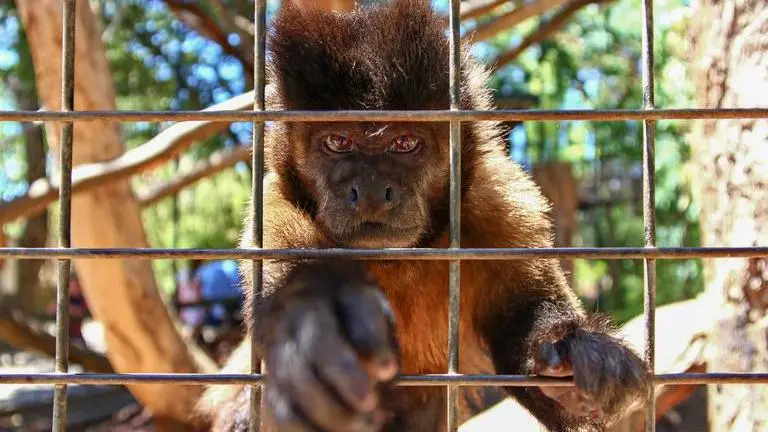 Fact Check: Did Singapore appeal to all nations to suspend zoo culture? fact check