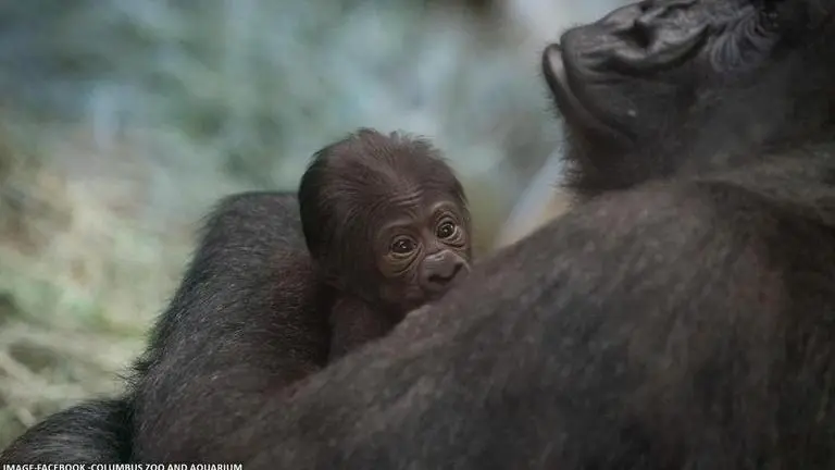 Sully The 'Male' Gorilla surprises Columbus Zoo with unexpected baby delivery Columbus Zoo