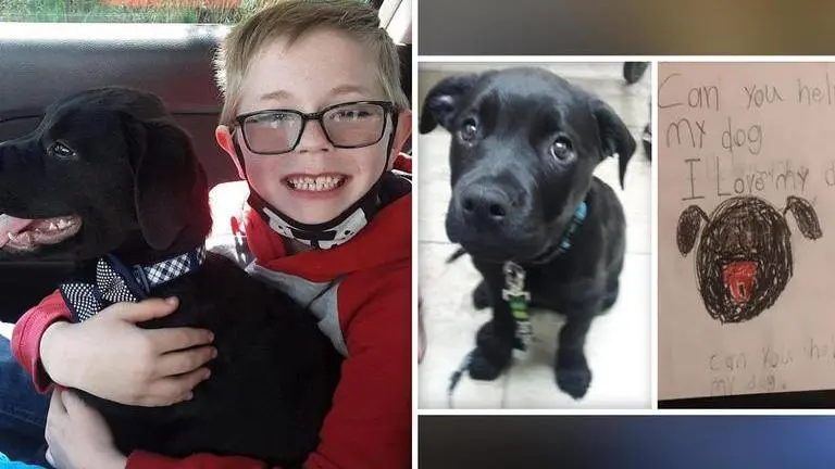 Pokemon sends 'surprise gift' to boy who sold his cards to fund sick puppy's treatment Pokémon