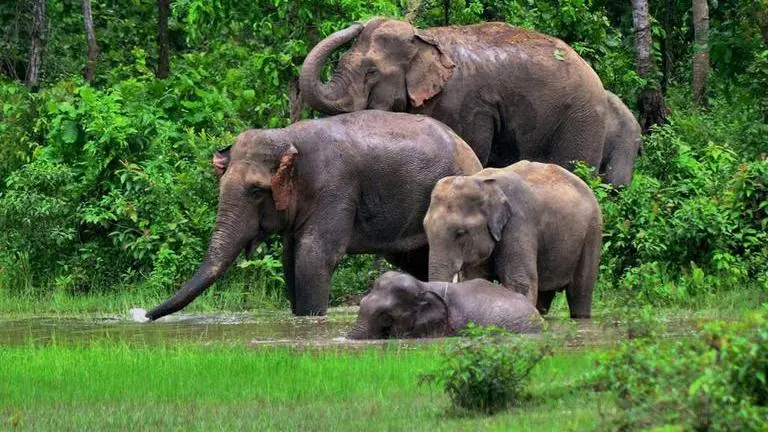 Elephant herd goes on rampage in Bengal's Jhargram