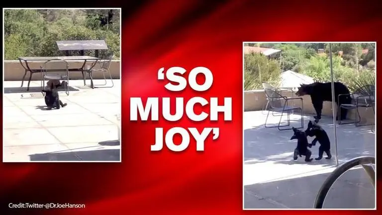 Bear cubs engage in sibling wrestling on lodge patio, netizens get 'pre-quarantine' feels US: Bear cubs engage in 'friendly' wrestling match amid lockdown