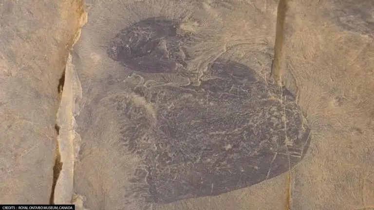 Know about Burgessomedusa phasmiformis, the oldest jellyfish fossil discovered in Canada jellyfish Canada