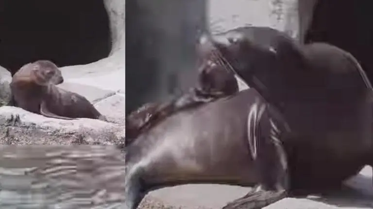 Newborn sea lion pup interacts, plays with friends in this adorable video; Watch sea lion