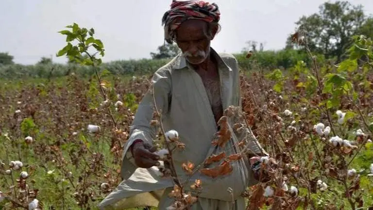 Pakistan's economic turmoil forces closure of textile factories due to cotton shortage Pakistan Cotton