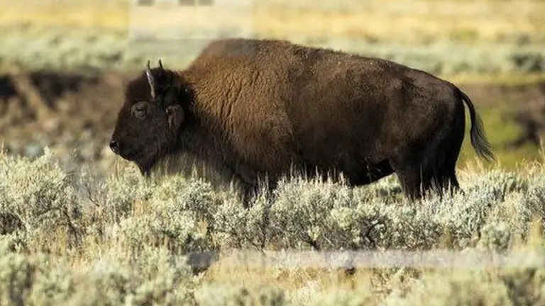 US: Yellowstone park to reconsider controversial bison plan US: Yellowstone park to reconsider controversial bison plan