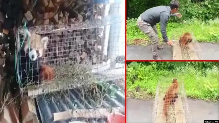 Rescued red panda released into Arunachal Pradesh forest, see pictures panda