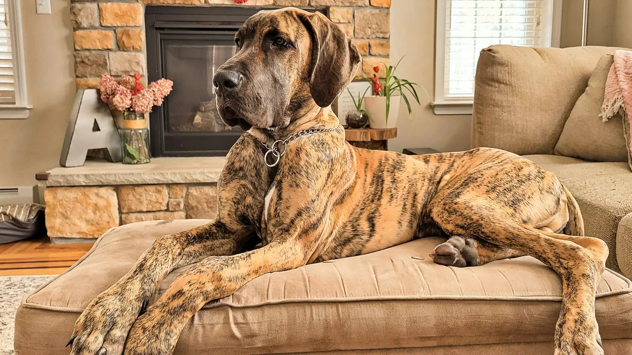 Gentle giant Great Danes are very lazy