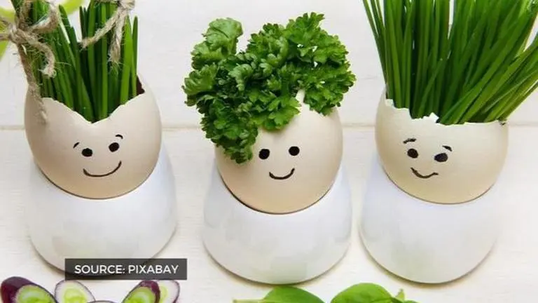 Eggshells can be beneficial for plants & soil; here's how to use them for gardening eggshells