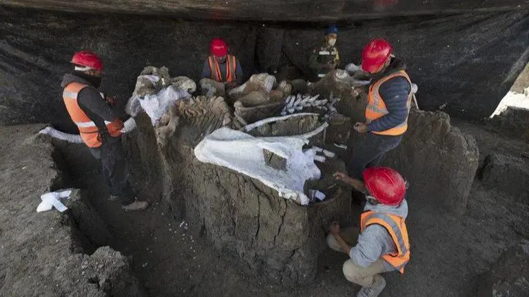 Mammoth skeletons found at Mexico airport site